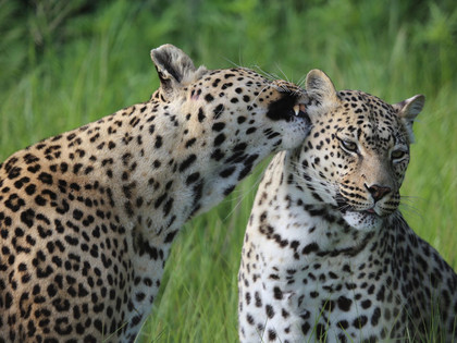 Leopard Bakari at LIONSROCK Big Cat Sanctuary 